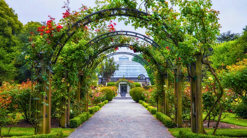 Rose arches at the Christchurch Botanic Gardens